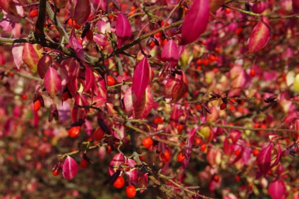 herbstbild_3a